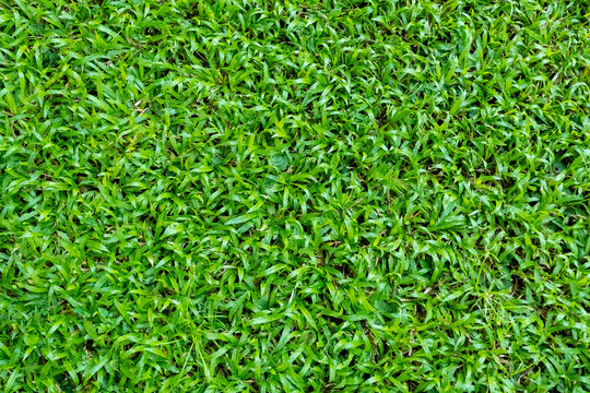 Green grass texture for background. Green lawn pattern and texture background. Close-up.