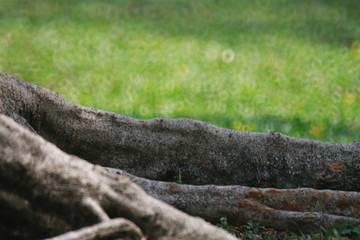 root of big tree in park