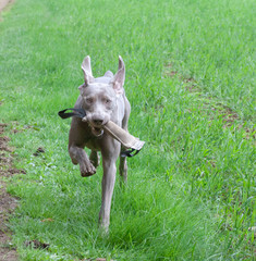 weimaraner apport
