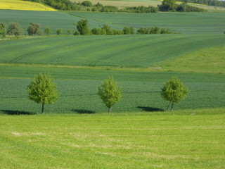 Obraz premium Wiesen und Felder