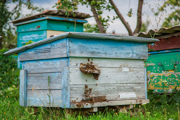 A group of swarm of bees on an old wooden beehive in a farm garden. Apiary, swarm, sheltered from the wind and with a good stay.