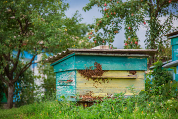 A group of swarm of bees on an old wooden beehive in a farm garden. Apiary, swarm, sheltered from the wind and with a good stay.