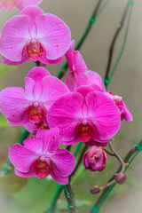 Beautiful pink moth orchids (Phalaenopsis) flowers in the garden. Phalaenopsis is one of the most popular orchids in the trade, through the development of many artificial hybrids.