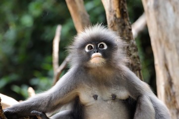 Wild dusky langur, dusky leaf monkey, spectacled langur, spectacled leaf monkey (Trachypithecus obscurus) in rainforest of Thailand