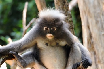 Wild dusky langur, dusky leaf monkey, spectacled langur, spectacled leaf monkey (Trachypithecus obscurus) in rainforest of Thailand