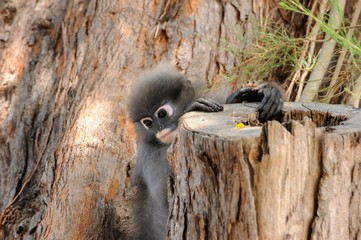Obraz premium Wild dusky langur, dusky leaf monkey, spectacled langur, spectacled leaf monkey (Trachypithecus obscurus) in rainforest of Thailand