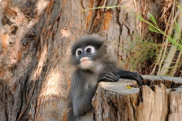 Wild dusky langur, dusky leaf monkey, spectacled langur, spectacled leaf monkey (Trachypithecus obscurus) in rainforest of Thailand