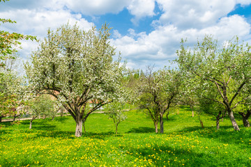 Blossoming trees in spring season on green field in Bran rural village, Brasov