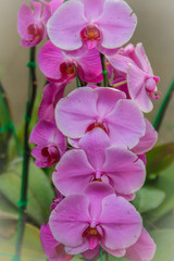Beautiful pink moth orchids (Phalaenopsis) flowers in the garden. Phalaenopsis is one of the most popular orchids in the trade, through the development of many artificial hybrids.