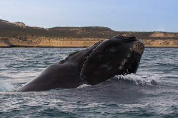 Whale Patagonia Argentina