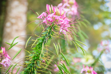 Pink Cleome hassleriana flower in the garden. Species of Cleome are commonly known as spider flowers, spider plants, spider weeds, or bee plants.