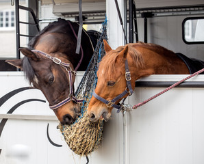two horses eat hay