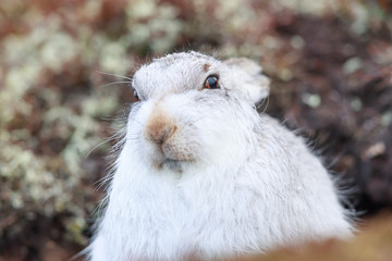 white mountain hare, lepus timidus