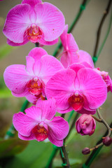 Beautiful pink moth orchids (Phalaenopsis) flowers in the garden. Phalaenopsis is one of the most popular orchids in the trade, through the development of many artificial hybrids.
