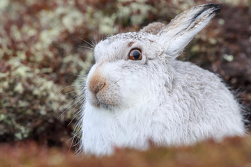 white mountain hare, lepus timidus