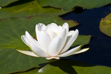 Canadian White Waterlily, White Lotus, or Nenuphar (Nymphaea alba)