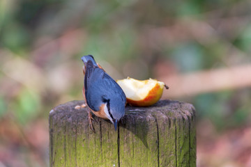 The Nuthatch - Wild Birds