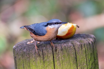 The Nuthatch - Wild Birds