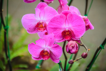 Obraz na płótnie Canvas Beautiful pink moth orchids (Phalaenopsis) flowers in the garden. Phalaenopsis is one of the most popular orchids in the trade, through the development of many artificial hybrids.
