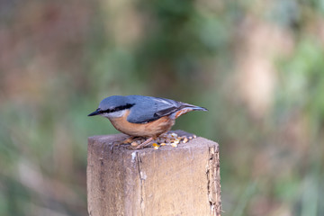 The Nuthatch - Wild Birds