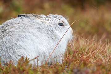 white mountain hare, lepus timidus