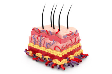 Human skin anatomy. 3d render