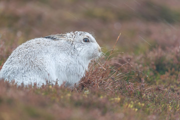 white mountain hare, lepus timidus