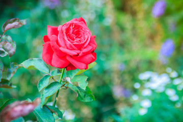 Beautiful single red rose flower on green branch in the garden. Blooming fresh red rose flower in the morning.