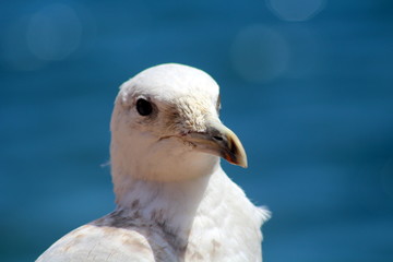 Gaivota