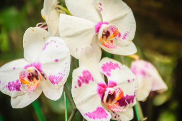 Beautiful white-pink-orange dots hybrid moth orchid (Phalaenopsis) flower in the farm. Phalaenopsis is one of the most popular orchids in the trade, through the development of many artificial hybrids.