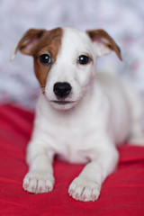 funny puppy Jack Russell Terrier with a spot on the muzzle