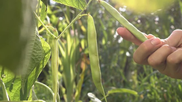 Beans growing in the garden.  Green big pods of beans hang on branches in the garden under rays of the sun. Male farmer's hand gently touches green bean pod. Everywhere plants.