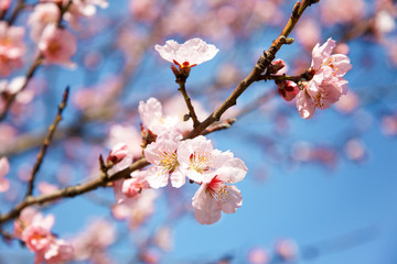 Fototapeta premium A blossom cherry tree in early spring. Sakura flowers. 