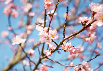 A blossom cherry tree in early spring. Sakura flowers. 
