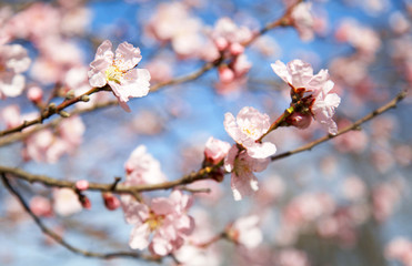 A blossom cherry tree in early spring. Sakura flowers. 