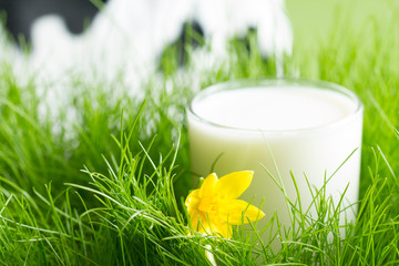 Fresh glass of milk in the spring green grass on the meadow with defocused cow on background