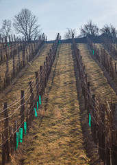 Fototapeta premium View over hibernal vineyards in Nussdorf in Vienna