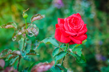 Beautiful single red rose flower on green branch in the garden. Blooming fresh red rose flower in the morning.