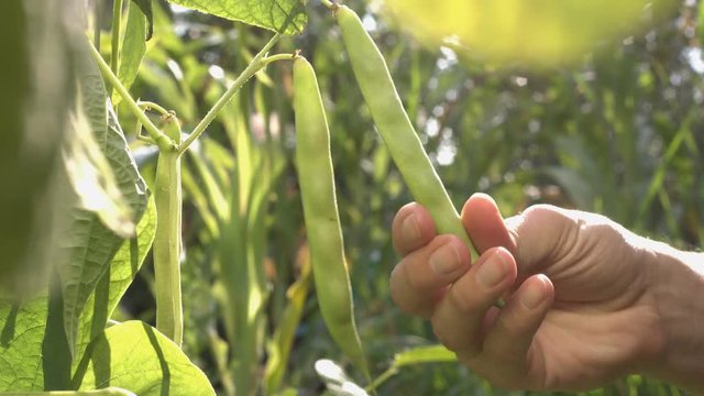 Beans growing in the garden.  Green big pods of beans hang on branches in the garden under rays of the sun. Male farmer's hand gently touches green bean pod. Everywhere plants.