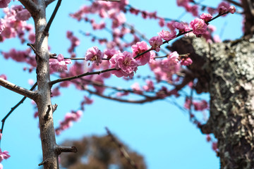 梅の花