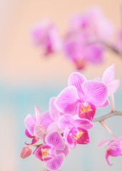 Pink orchid in front of pastel coloured background and creamy bokeh