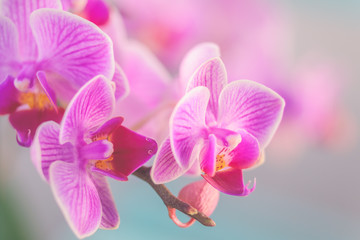 Fototapeta na wymiar Pink orchid in front of pastel coloured background and creamy bokeh