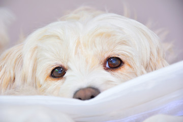 malteser dog
