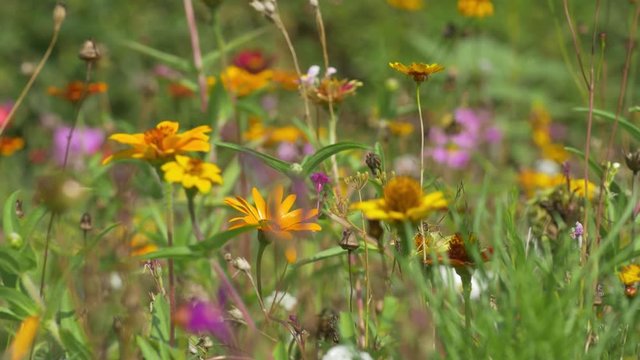 Natural Wildflower Meadow