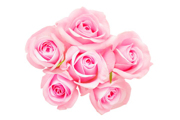 Pink roses	