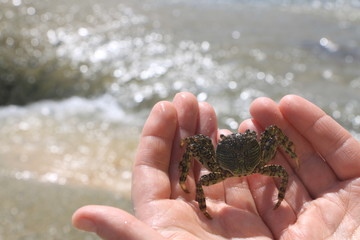 Crab