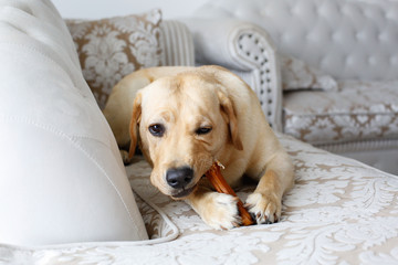 labrador sitting on couch