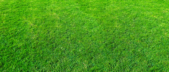 Fototapeta premium Landscape of grass field in green public park use as natural background or backdrop. Green grass texture from a field. Stadium grass landscape.