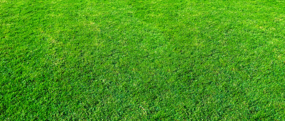 Landscape of grass field in green public park use as natural background or backdrop. Green grass texture from a field. Stadium grass landscape.