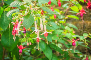 Pink Fuchsia magellanica flowers on green tree background. It's also known as the hummingbird...